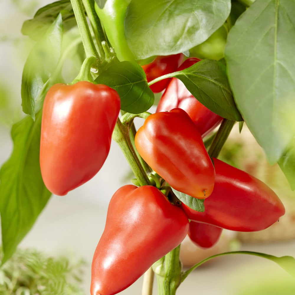 Grafted Pepper Pillar Sweet Red Vegetable Plants