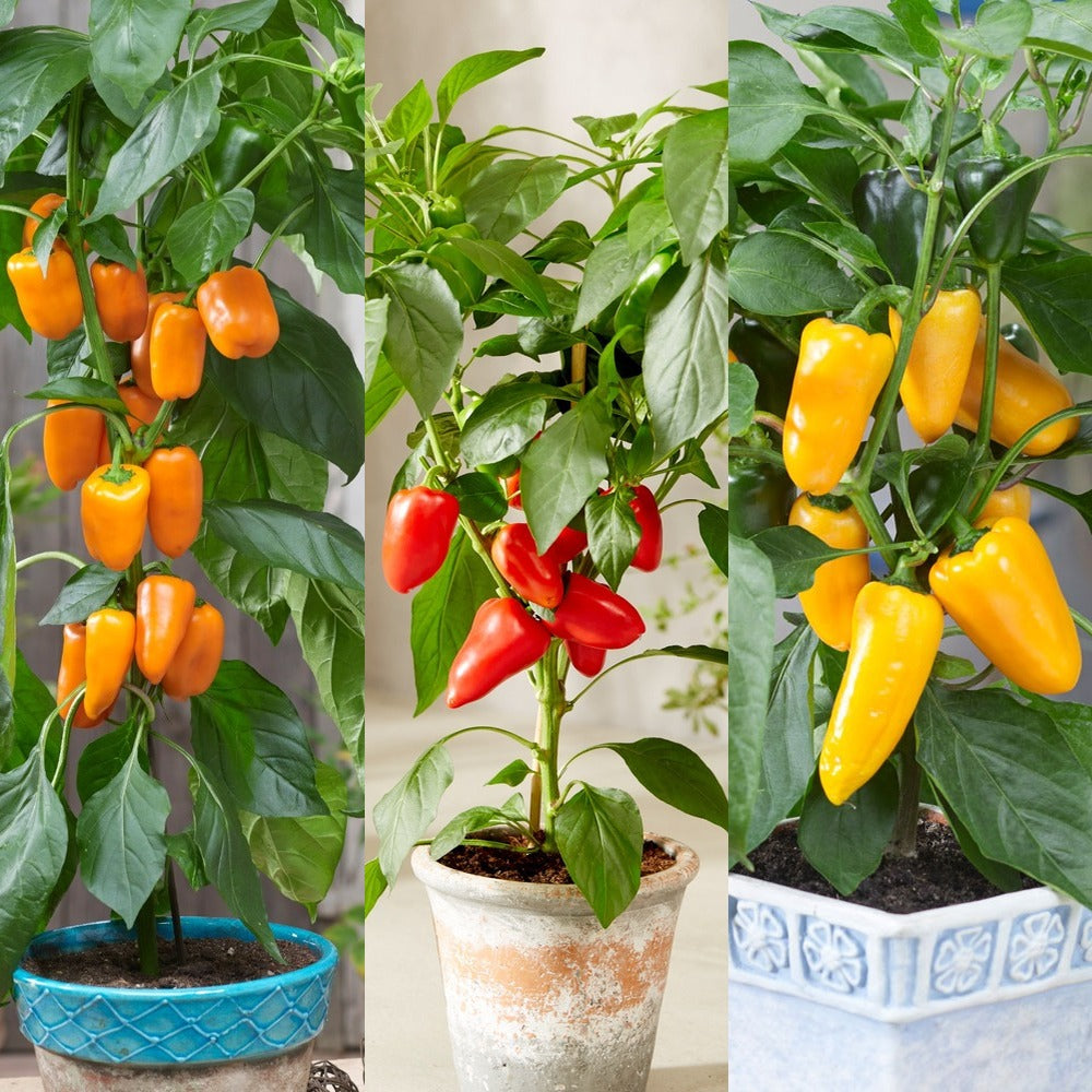 Compact Sweet Pepper Grafted Collection-April