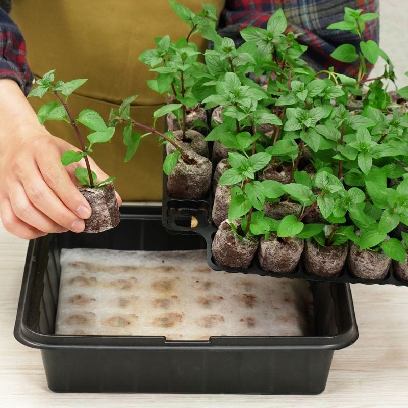 dt-brown HARDWARE Plantable Pellets Self-Watering Mini Greenhouse (35 plants)