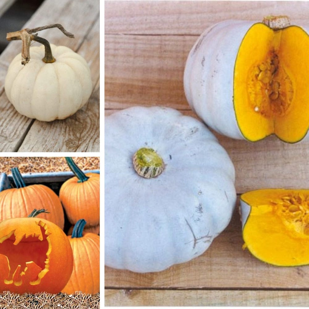 DT Brown VEGETABLE PLANTS Pumpkin 9cm Plant Collection