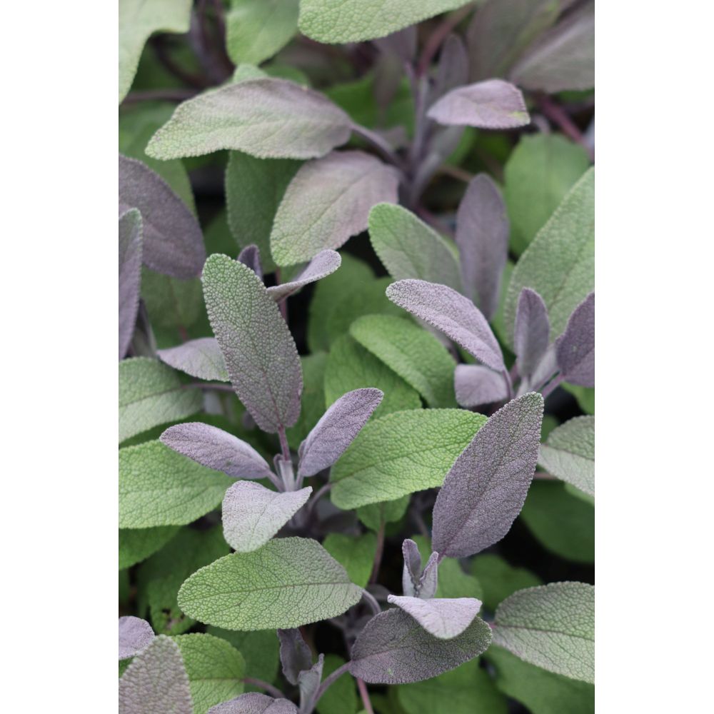 Purple Sage Herb Plants