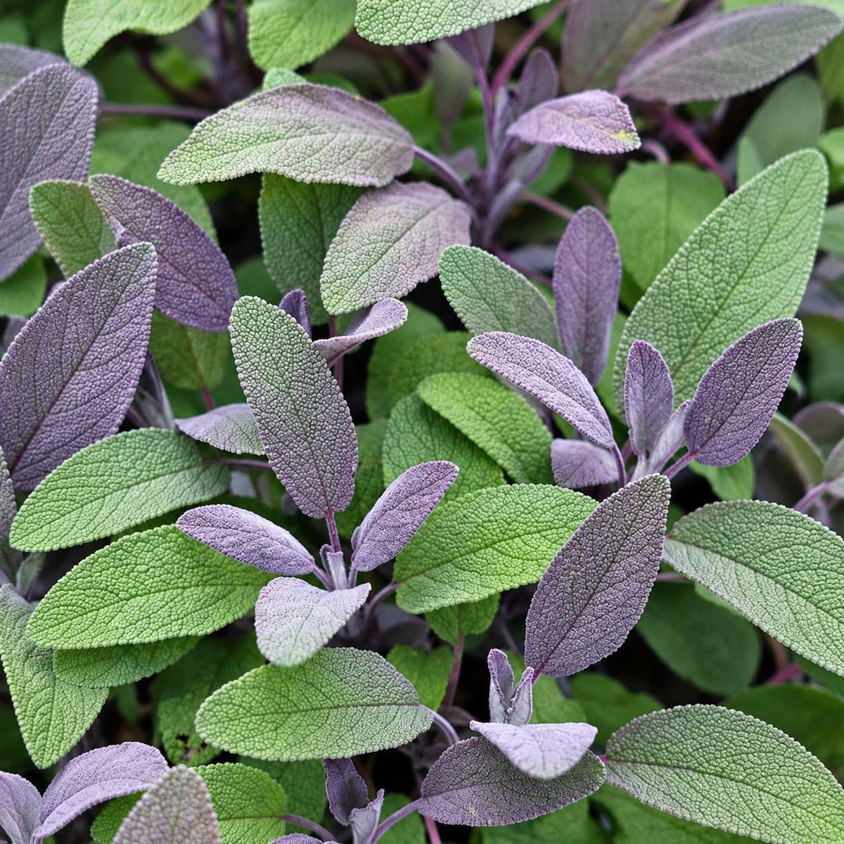 Christmas Herb Collection
