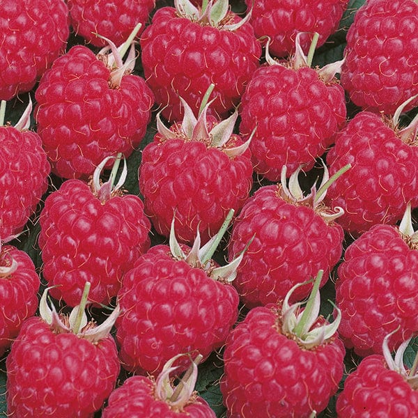 Raspberry Canes (Floricane) Glen Ample From D.T. Brown
