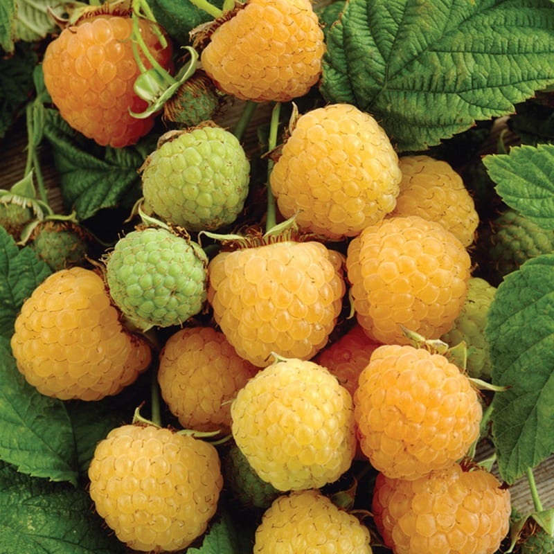 dt-brown FRUIT Raspberry Allgold fruit canes (primocane)