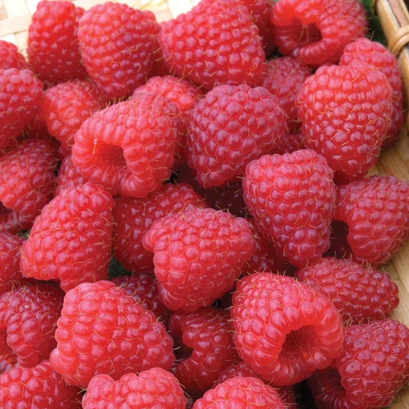 dt-brown FRUIT Raspberry Polka AGM Fruit Canes (Primocane)