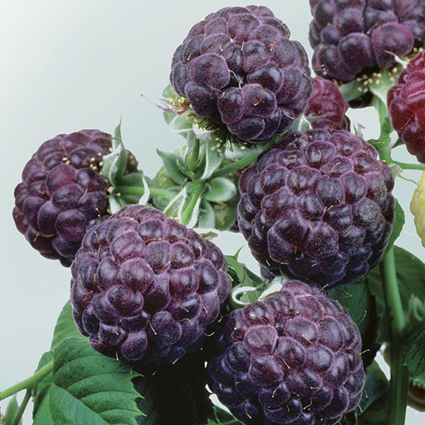 Raspberry Glen Coe Fruit Plant (Floricane)