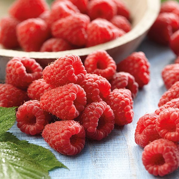 dt-brown FRUIT Raspberry Paris Fruit Plant (Primocane)