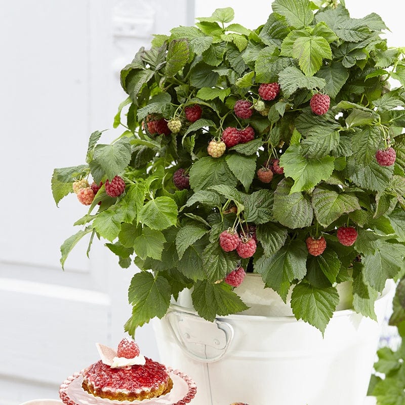dt-brown FRUIT Raspberry Yummy Fruit Plant