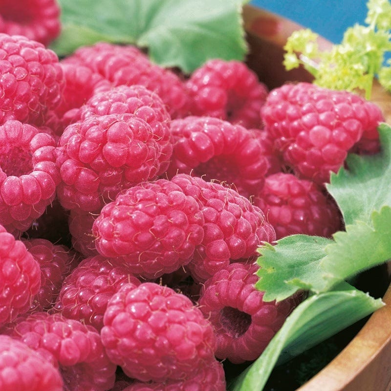 Raspberry Tulameen Pearl (Floricane) Fruit Canes