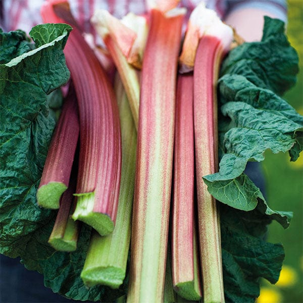 dt-brown FRUIT 1 x 9cm potted plant Rhubarb Poulton's Pride Plants
