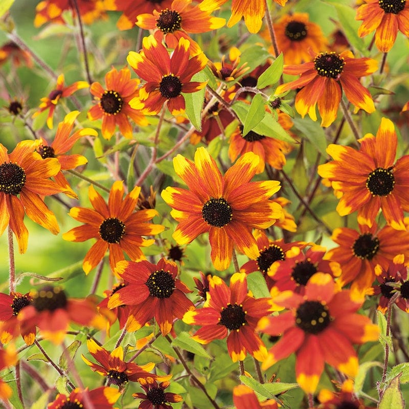 dt-brown FLOWER PLANTS Rudbeckia Prairie Glow Flower Plants