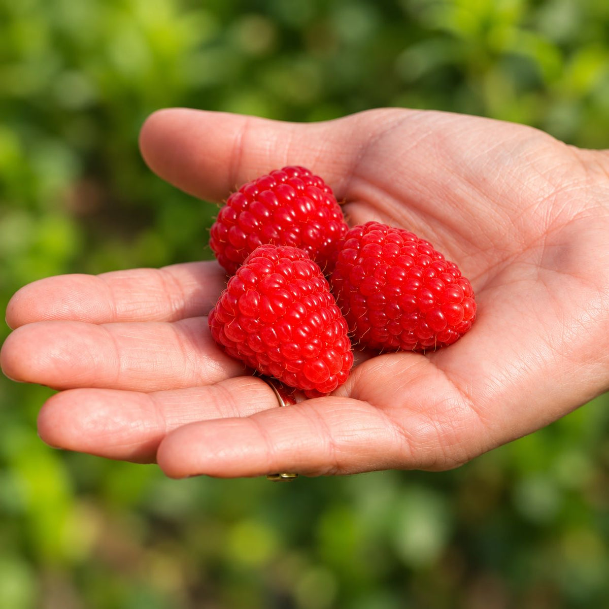 Raspberry Kwanza Fruit Plants
