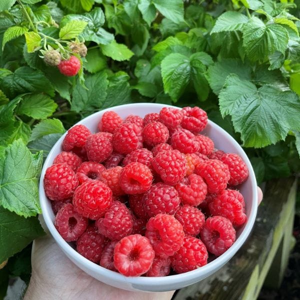 dt-brown Raspberry Yummy Fruit Plant