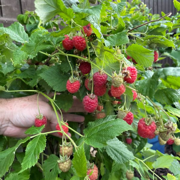 Raspberry Yummy Fruit Plant