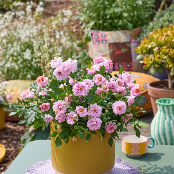 dt-brown Rosa Amirose (Groundcover) Flower Plant
