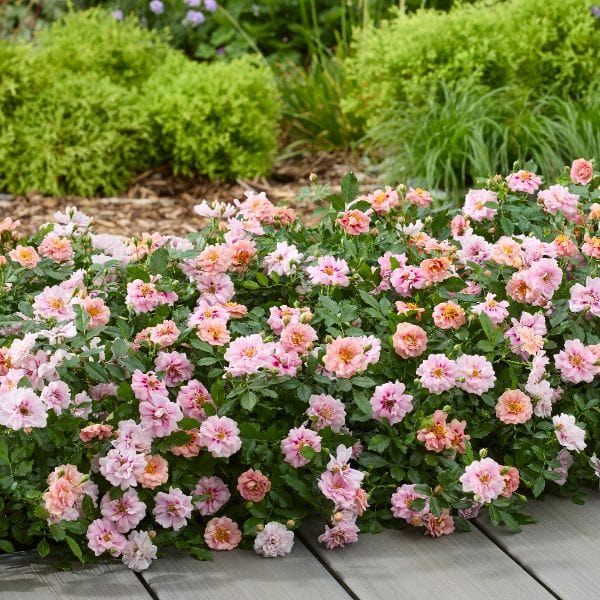 dt-brown Rosa Amirose (Groundcover) Flower Plant