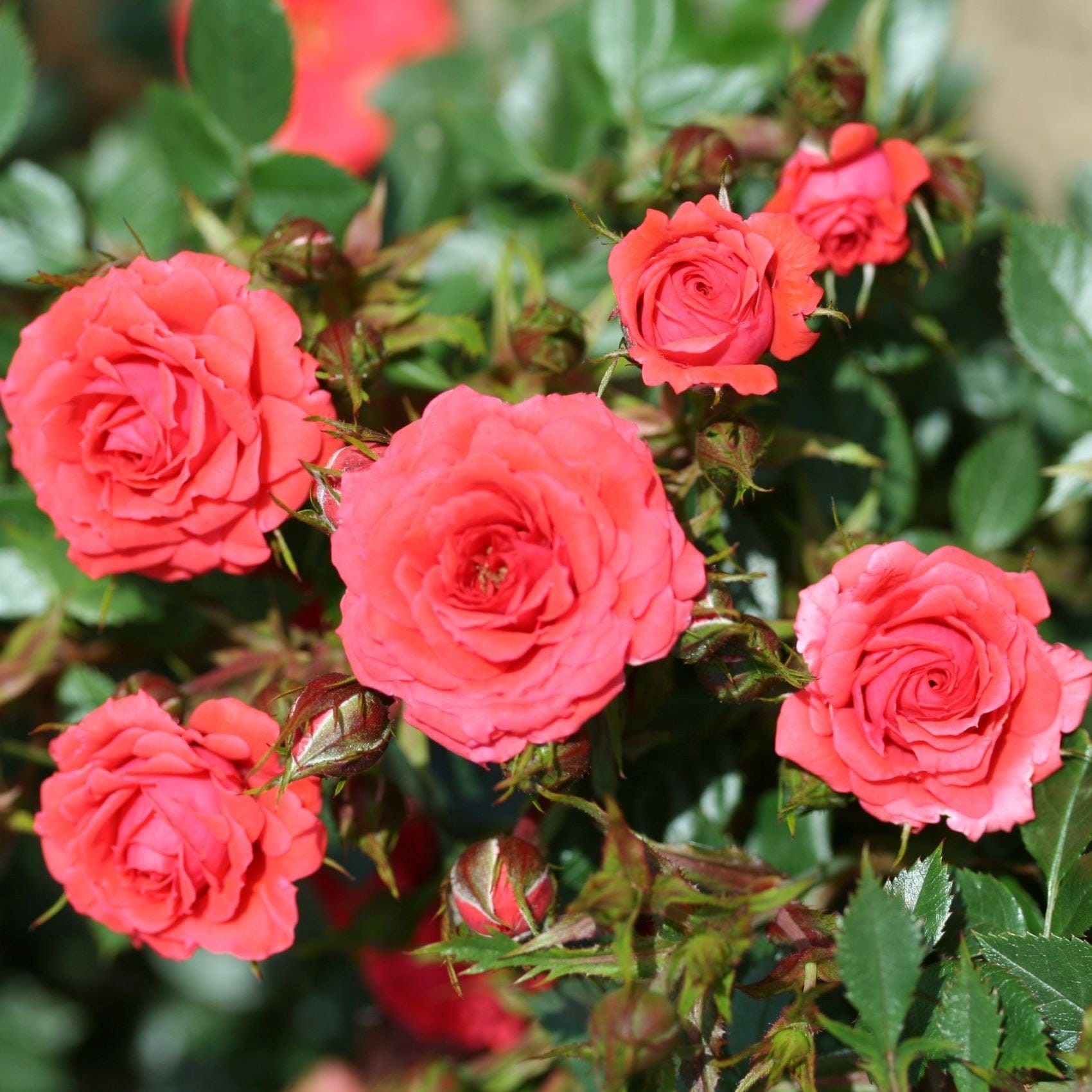 dt-brown FLOWER PLANTS Rose Birthday Wishes (Bare Root)