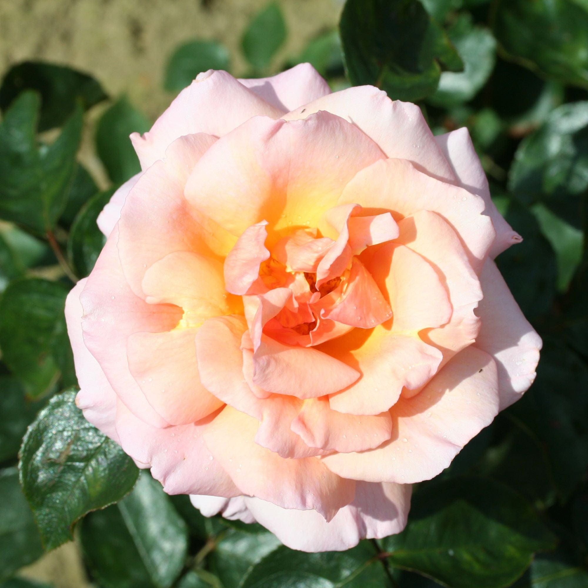 dt-brown FLOWER PLANTS Rose Compassion (Climber) Plants
