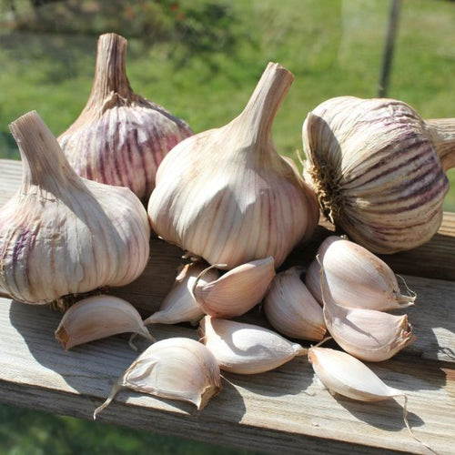Garlic Rose Wight Bulbs | DT Brown