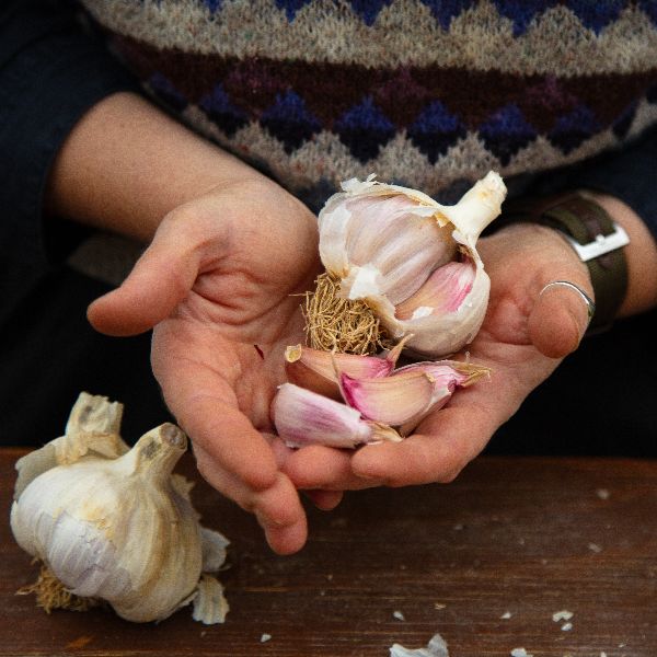 Garlic Rose Wight Bulbs