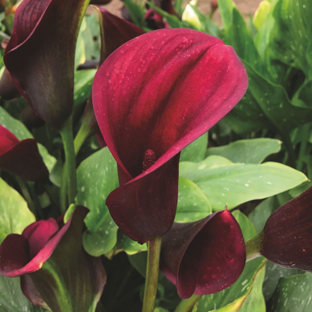 Zantedeschia Flower Bulbs Collection