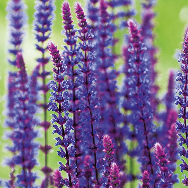 dt-brown FLOWER PLANTS Salvia caradonna AGM Potted Flower Plant