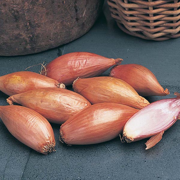 Autumn Planting Onion, Shallot & Garlic Collection