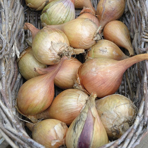 Shallot Bulbs
