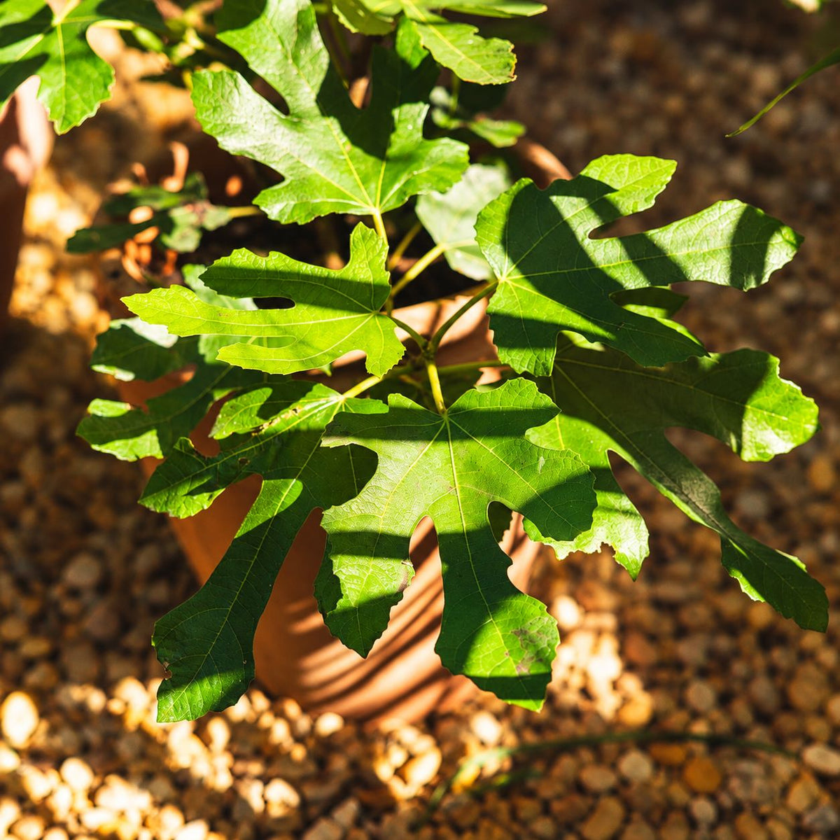 Fig Little Miss Figgy Fruit Plant