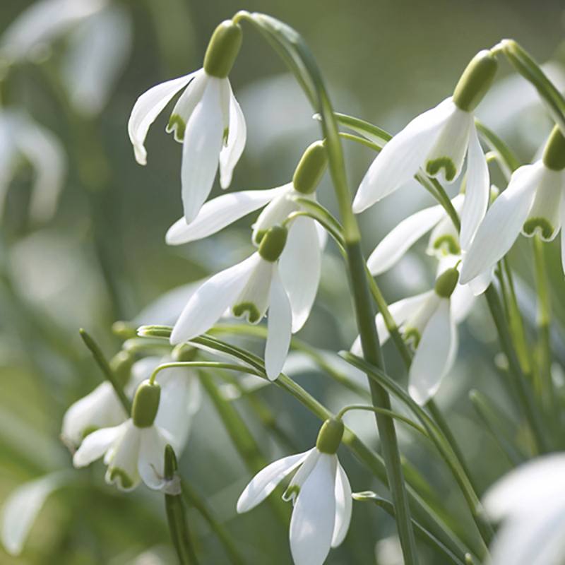 Close-up of white flowers with green stems against a blurred green background