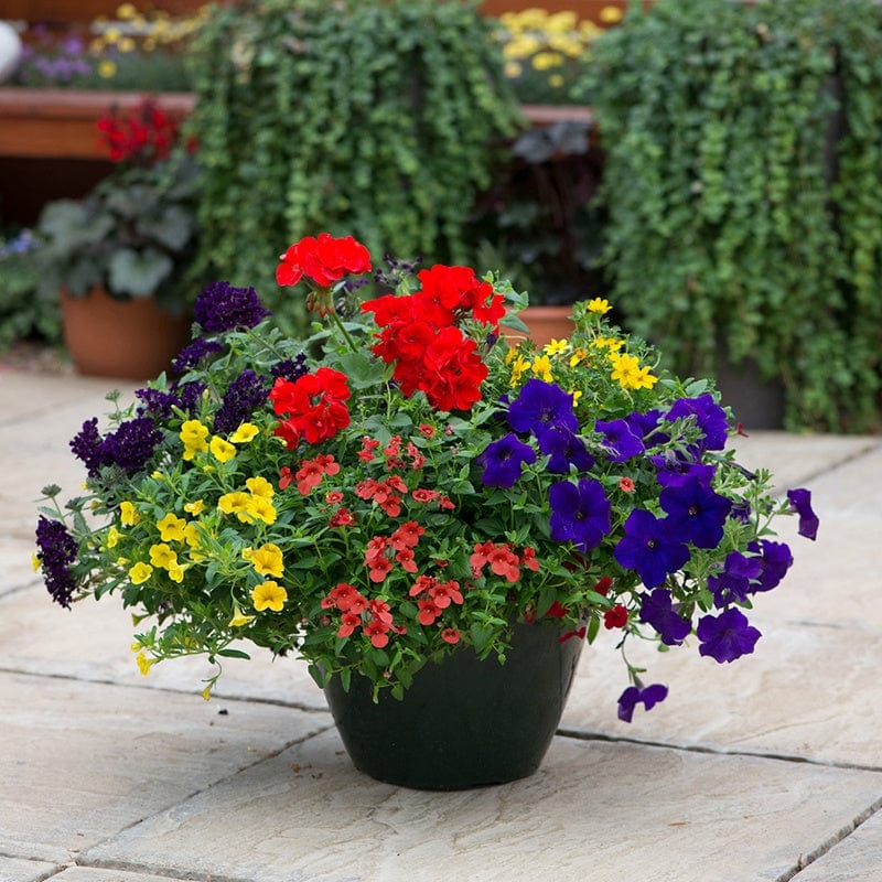 dt-brown FLOWER PLANTS Speedplanter Primary Fun Container Mix Flower Plants