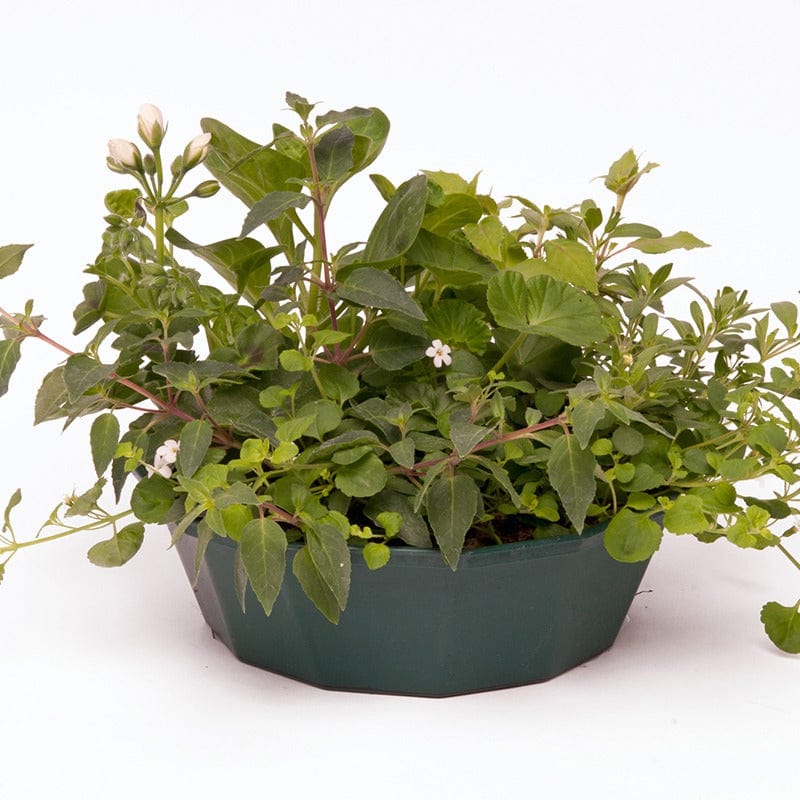 dt-brown FLOWER PLANTS Speedplanter Nautical Chic Container Mix Flower Plants