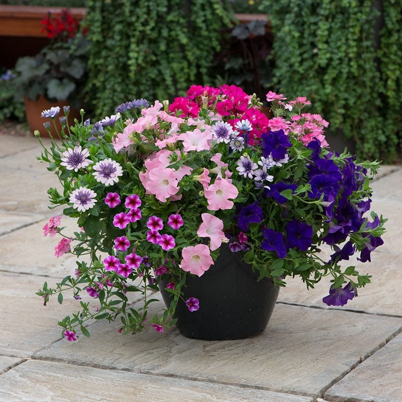 dt-brown FLOWER PLANTS Speedplanter Sophistication Container Mix Flower Plants