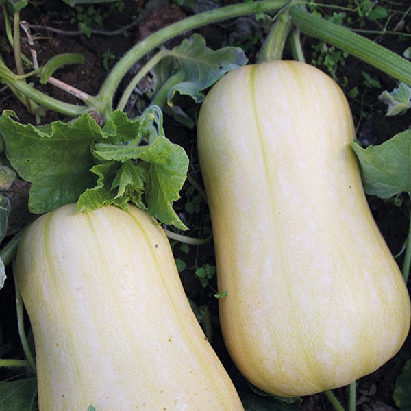 dt-brown VEGETABLE SEEDS Squash (Winter) Harrier F1 AGM Seeds