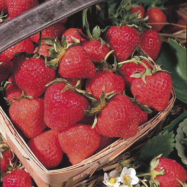 Strawberry Cambridge Favourite AGM A+ Grade Fruit Plants