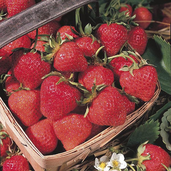 dt-brown FRUIT 10 A+ Grade Runners Strawberry Cambridge Favourite AGM A+ Grade Fruit Plants