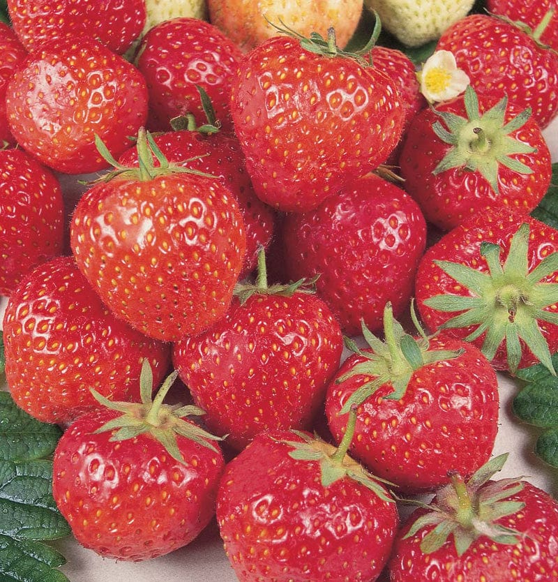 dt-brown FRUIT Strawberry Royal Sovereign Fruit Plants (Mid Season)