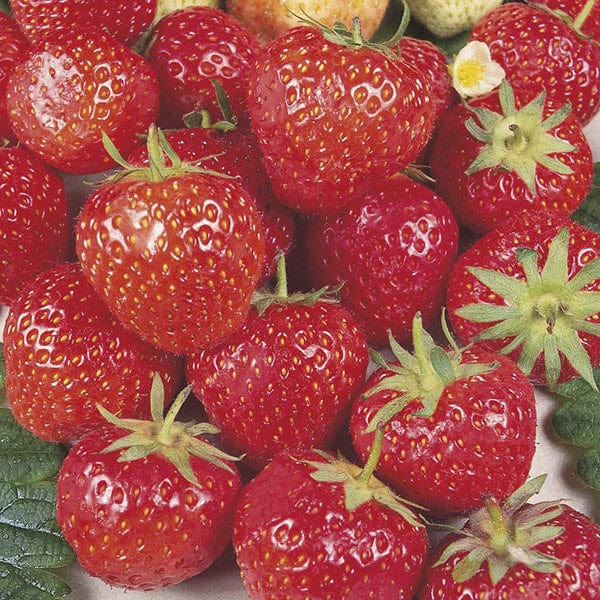 royal sovereign strawberry seeds Strawberry Royal Sovereign A+ Grade Fruit Plants (Mid Season)