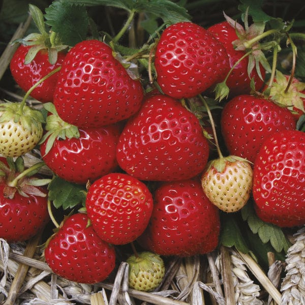 dt-brown FRUIT Strawberry Elegance Fruit Plants