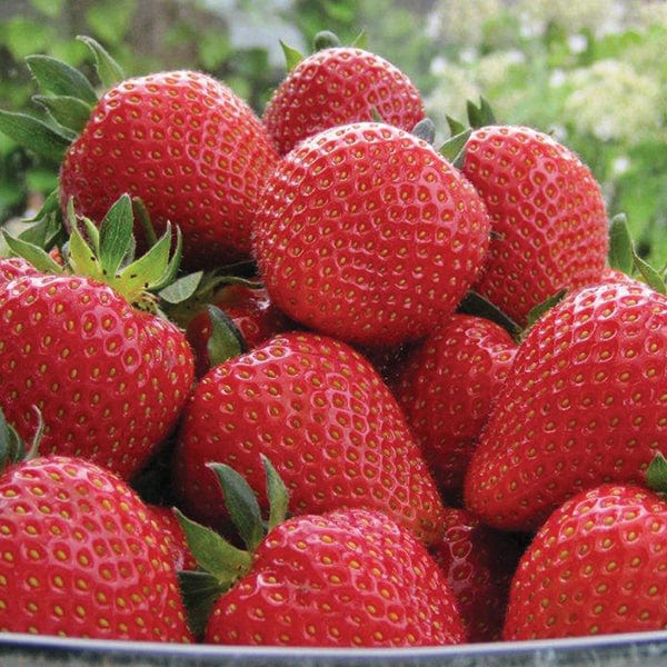 Strawberry Sweetheart Fruit Plants (Early Season)