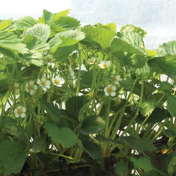 dt-brown FRUIT Supersonic Strawberry Sweetheart Fruit Plants