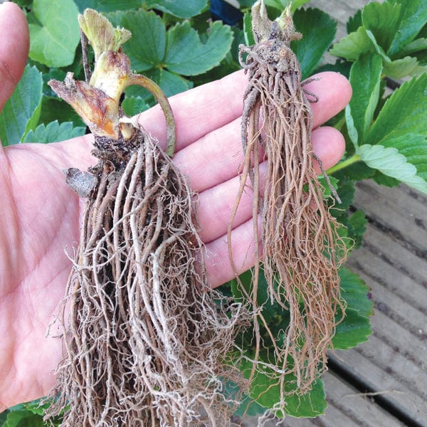 dt-brown FRUIT Strawberry Malling Centenary A+ Grade Fruit Plants (Early Season)
