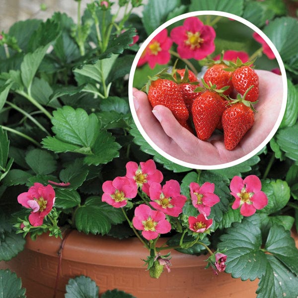 dt-brown FRUIT 10 Plants Strawberry Toscana F1 Fruit Plants