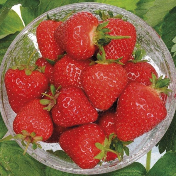 dt-brown FRUIT Strawberry Malling Centenary A+ Grade Fruit Plants (Early Season)