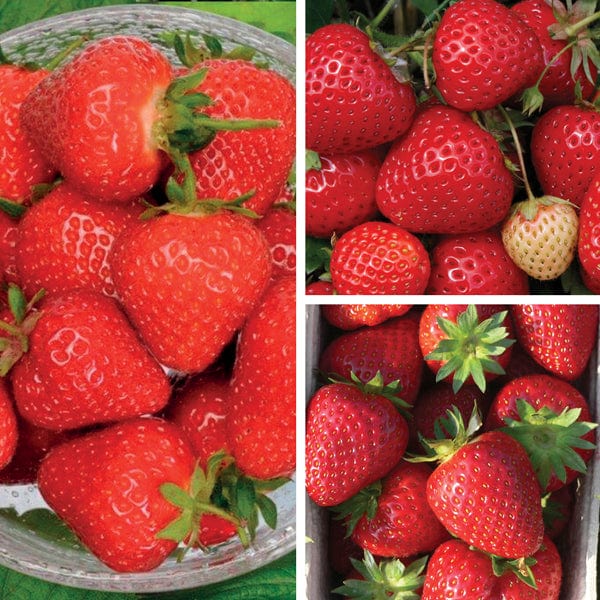 dt-brown FRUIT Long Cropping Strawberry Plant Collection
