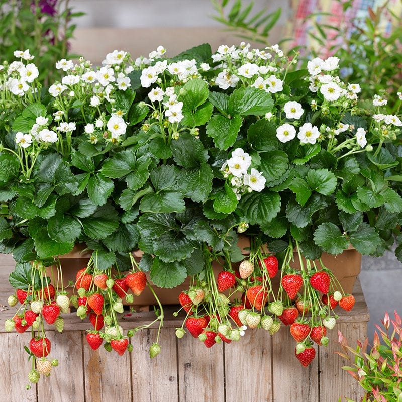dt-brown FRUIT Strawberry Summer Breeze Snow Fruit Plants and Easi-Plant Baskets