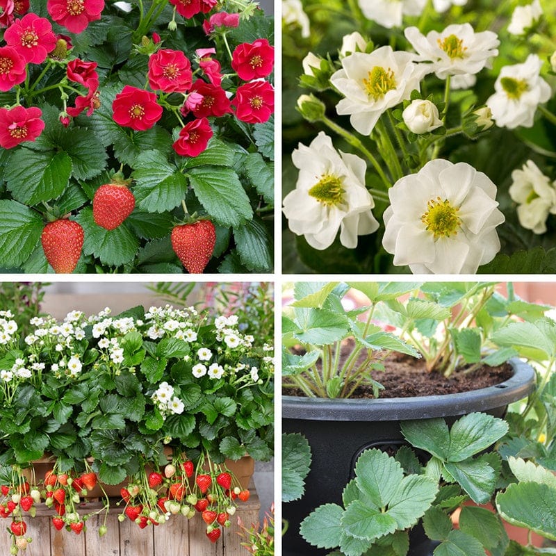 Hanging Basket Strawberry Collection With Baskets