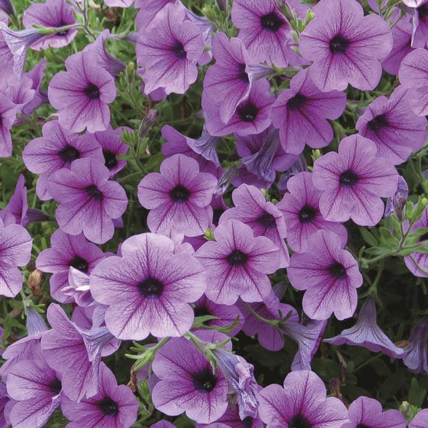dt-brown FLOWER PLANTS Surfinia Rose Vein Flower Plants