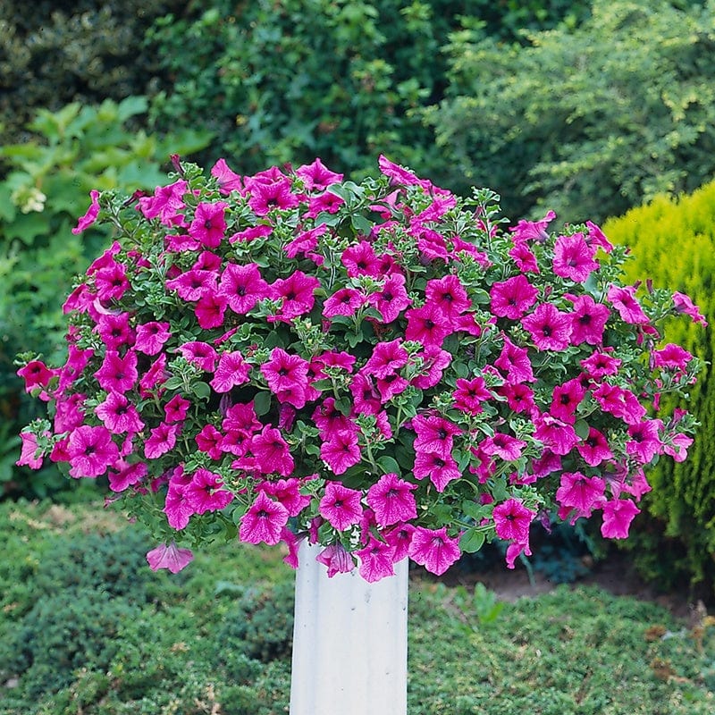 dt-brown FLOWER PLANTS Surfinia Petunia Crazy Pink plants
