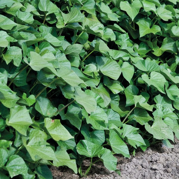 dt-brown VEGETABLE PLANTS Sweet Potato Erato Orange Plants